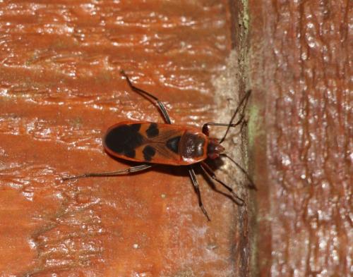 Réf. 195 643 : Physopelta sp.
